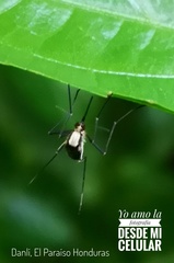 Aedes scapularis