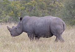 Ceratotherium simum