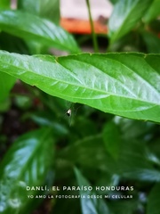 Aedes scapularis