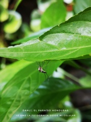 Aedes scapularis