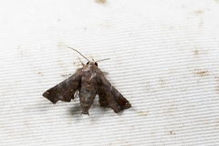 Penicillaria simplex