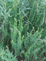 Galium verum