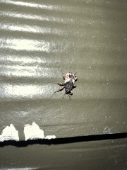 Cryptorhynchus fuscatus