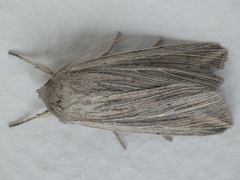 Mythimna riparia