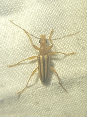 Metacmaeops vittata
