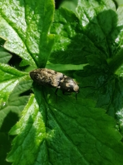 Prosternon tessellatum