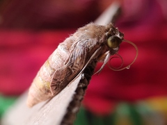 Agrius convolvuli