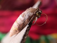 Agrius convolvuli