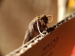 Agrius convolvuli