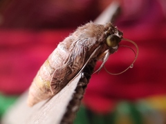 Agrius convolvuli
