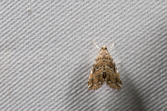 Elophila turbata