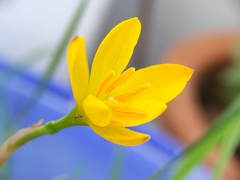 Zephyranthes citrina