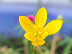 Zephyranthes citrina