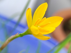 Zephyranthes citrina