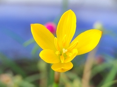Zephyranthes citrina