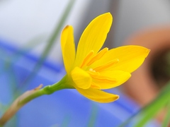 Zephyranthes citrina