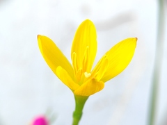 Zephyranthes citrina