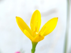 Zephyranthes citrina