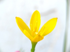 Zephyranthes citrina