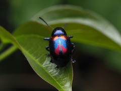 Platycorynus undatus