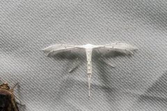 Pterophorus melanopoda