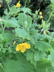 Chelidonium majus