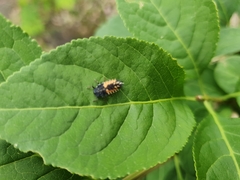 Harmonia axyridis