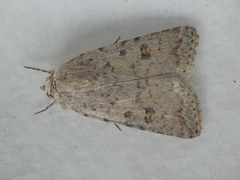 Caradrina kadenii