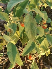 Solanum catombelense