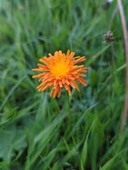 Crepis aurea aurea