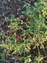 Solanum catombelense