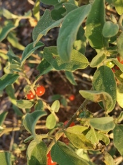 Solanum catombelense