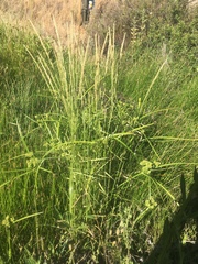 Polypogon interruptus crinitus