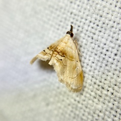Trichophysetis