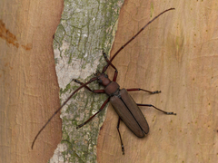 Aegolipton marginale