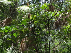 Pachira aquatica