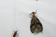 Neochauliodes formosanus
