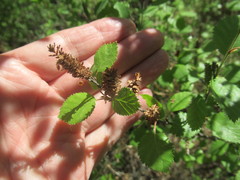 Betula fruticosa