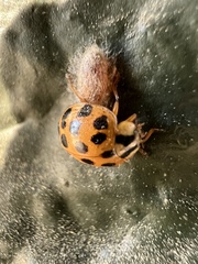 Dinocampus coccinellae