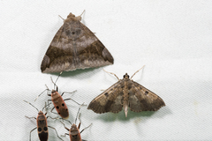 Ceratarcha umbrosa