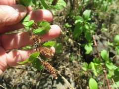 Betula fruticosa