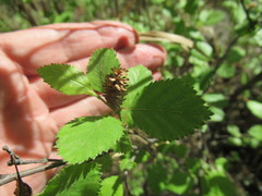 Betula fruticosa
