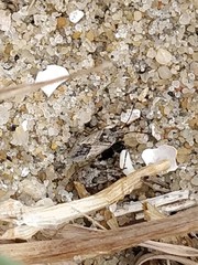 Nysius huttoni