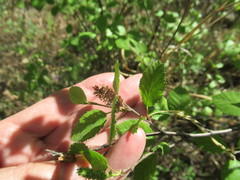 Betula fruticosa