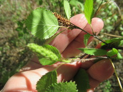 Betula fruticosa