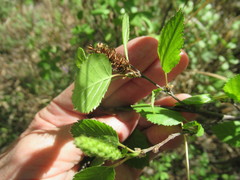 Betula fruticosa