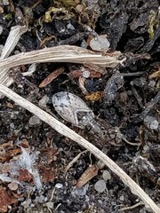 Nysius huttoni