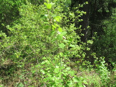 Betula fruticosa