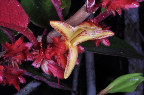 Columnea rutilans