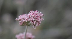 Eriogonum cinereum